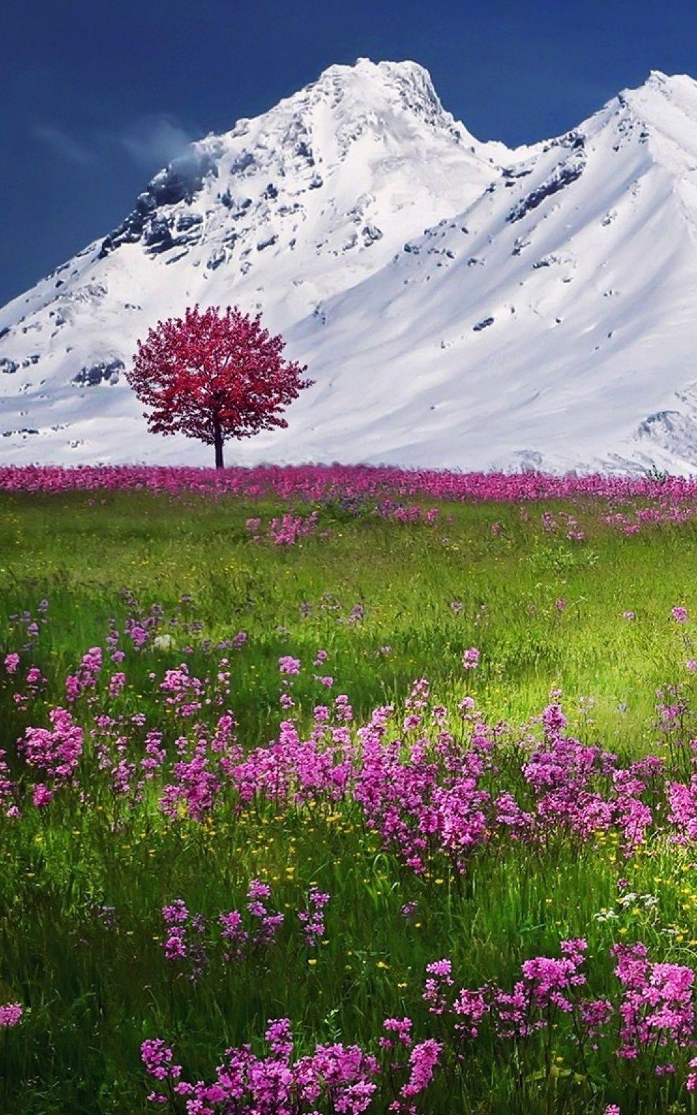 1000x1600 Beautiful Switzerland Flowers HD Wallpaper