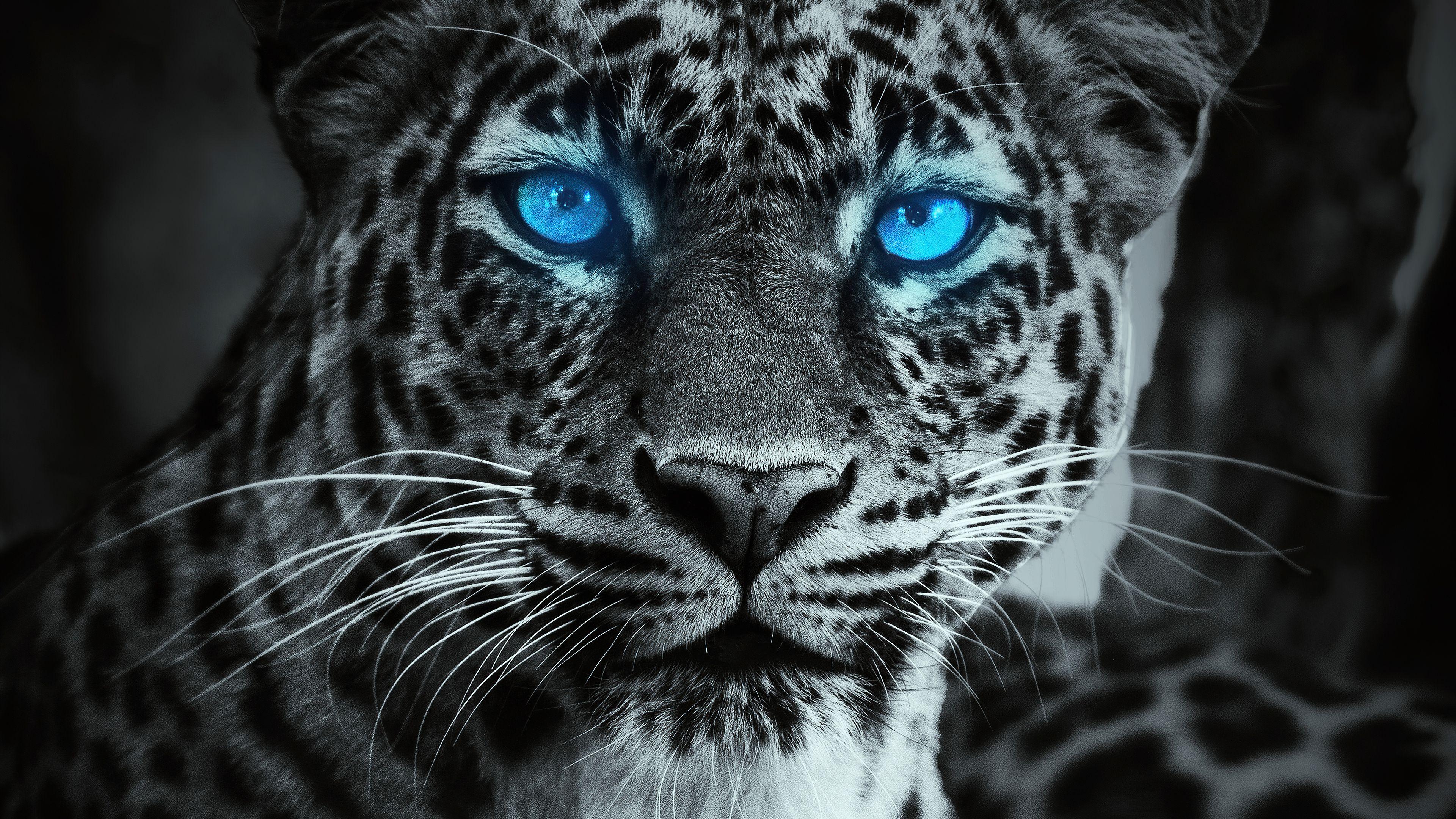 3840x2160 Tiger Glowing Blue Eyes Wallpaper, HD Animals Wallpaper, 4k Wallpaper , Image, Background, Photos and Picture