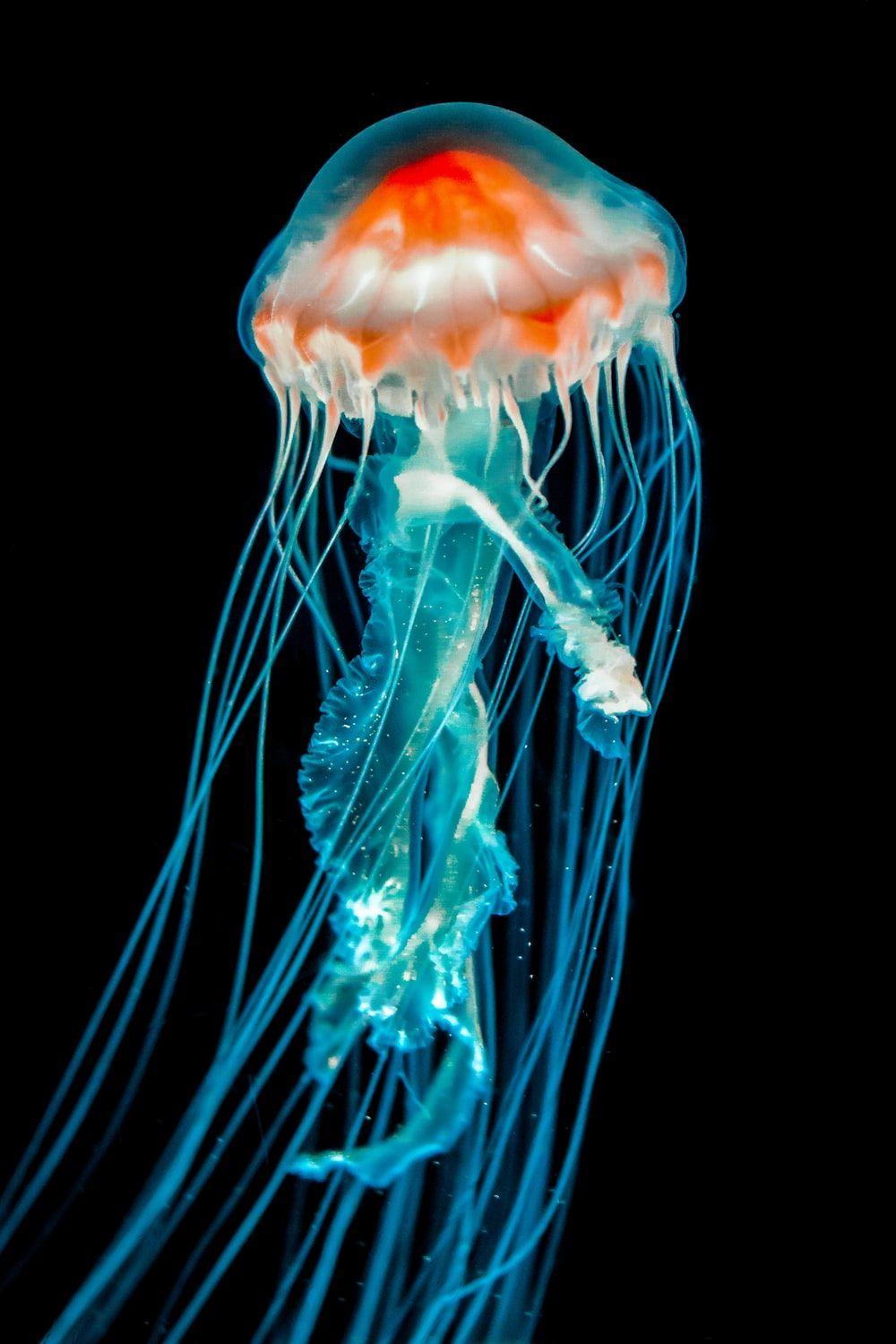 1000x1500 Jellyfish Picture [HD]. Download Free Image