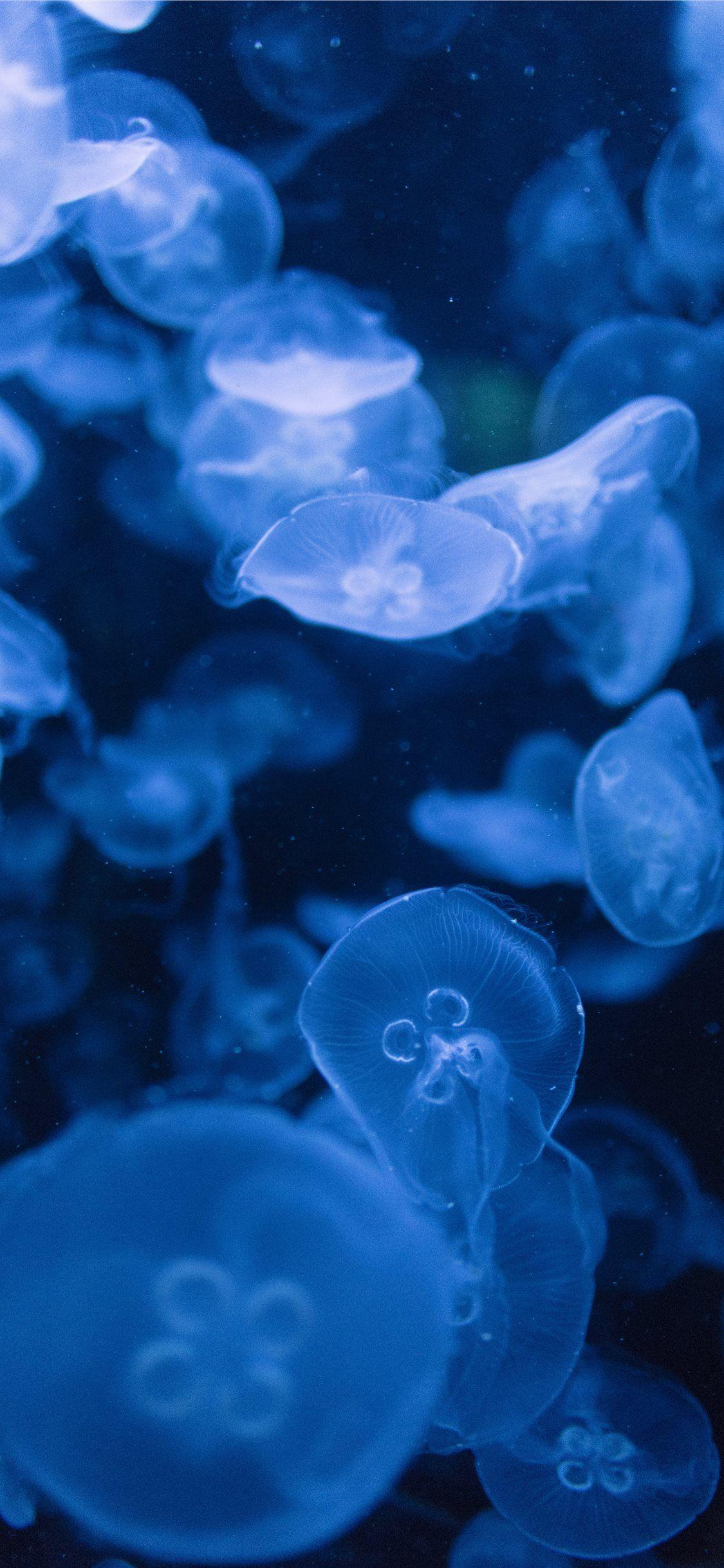 1125x2436 Best Jellyfish iPhone X HD Wallpaper