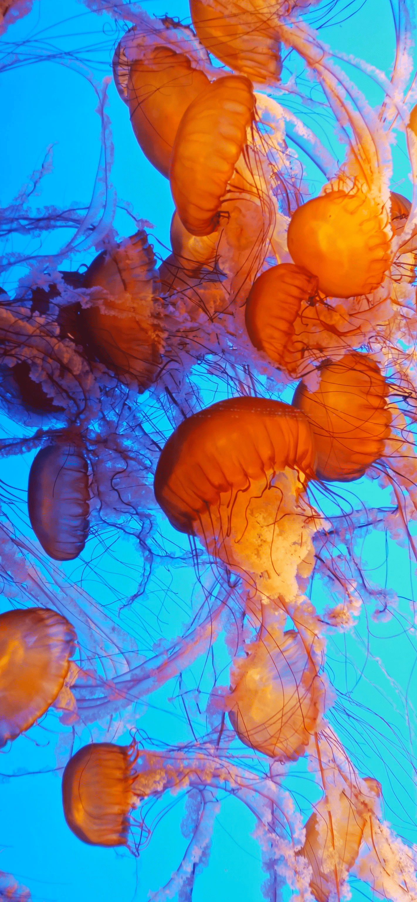 1422x3072 Jellyfish