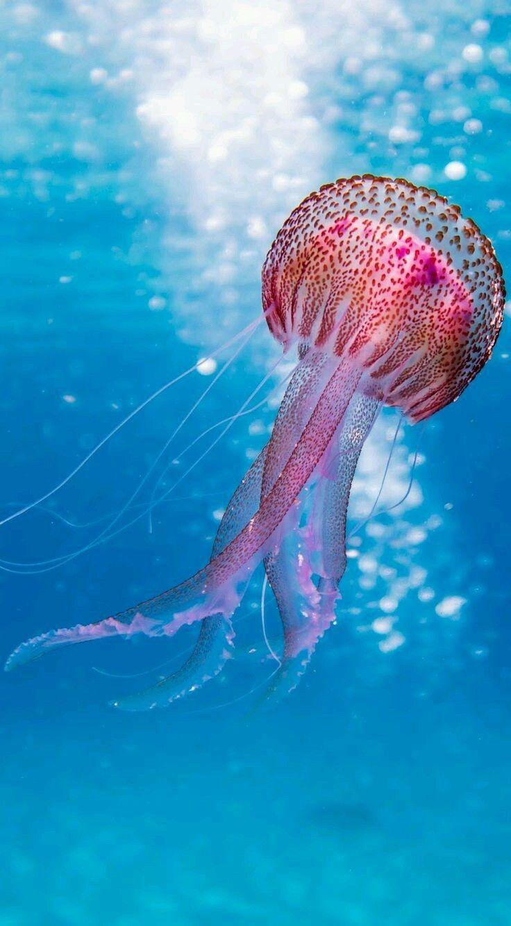736x1333 Mobile Phone Wallpaper For You