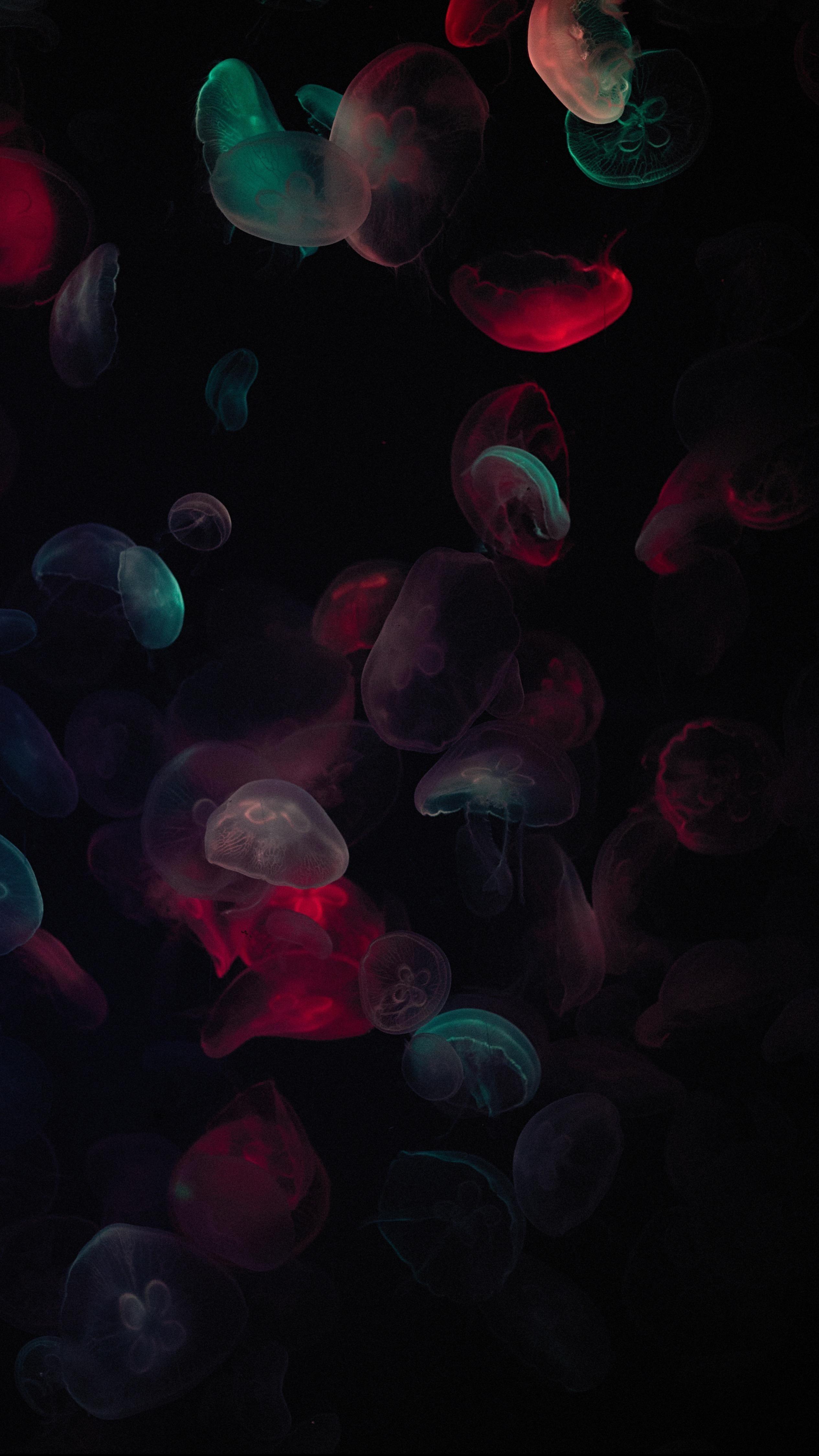 2530x4500 Colorful HD Neon Jellyfish!. Wallpaper diy crafts, Jellyfish painting, Jellyfish illustration