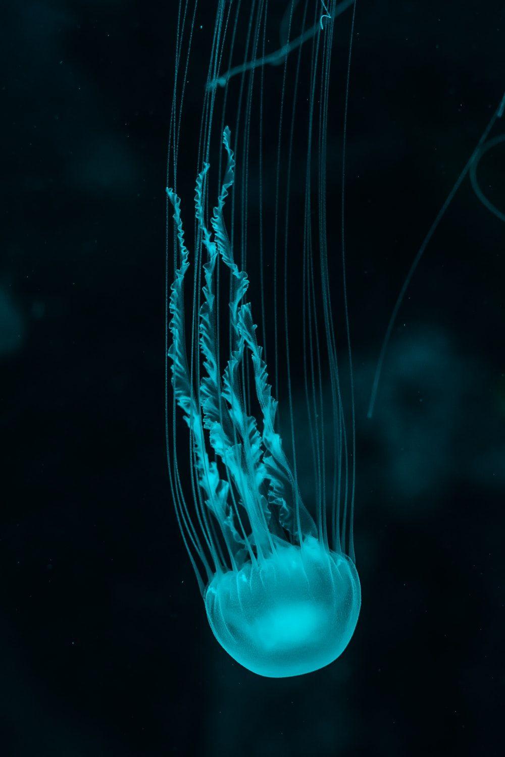Jellyfish Phone Wallpapers Top Free Jellyfish Phone Backgrounds