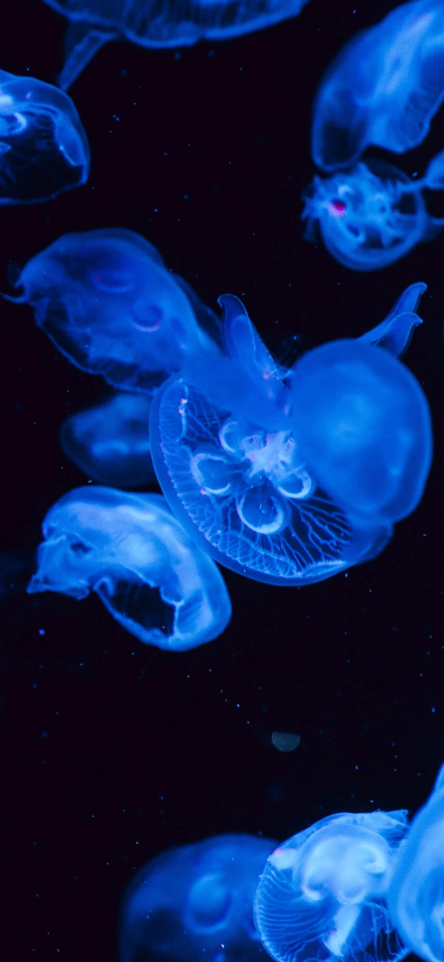 869x1882 Jellyfish Wallpaper iPhone 11 HD Wallpaper