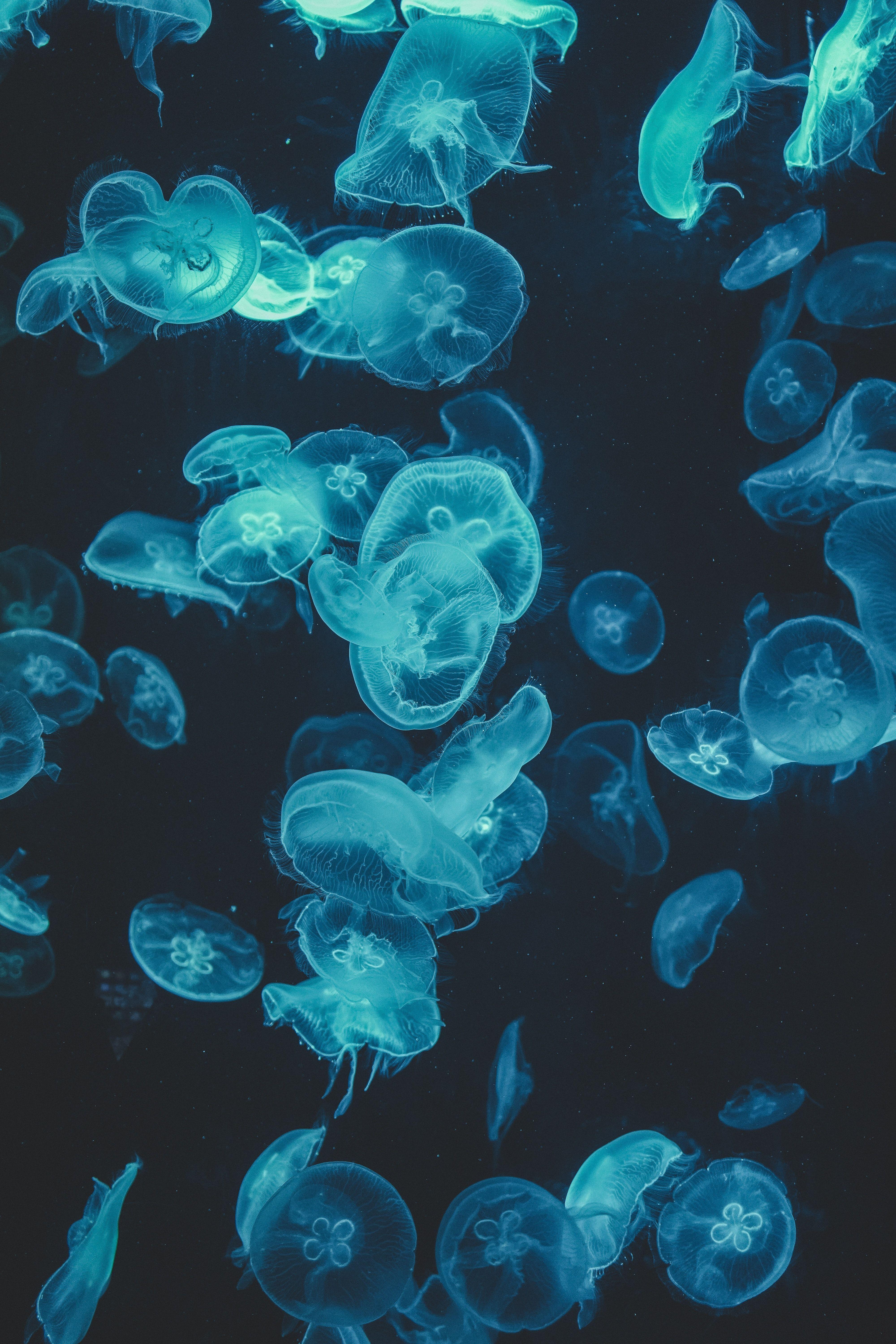 4000x6000 Green Jellyfish iPhone Wallpaper