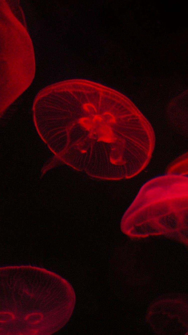 750x1334 Red jellyfish HD Wallpaper iPhone 6 / 6S