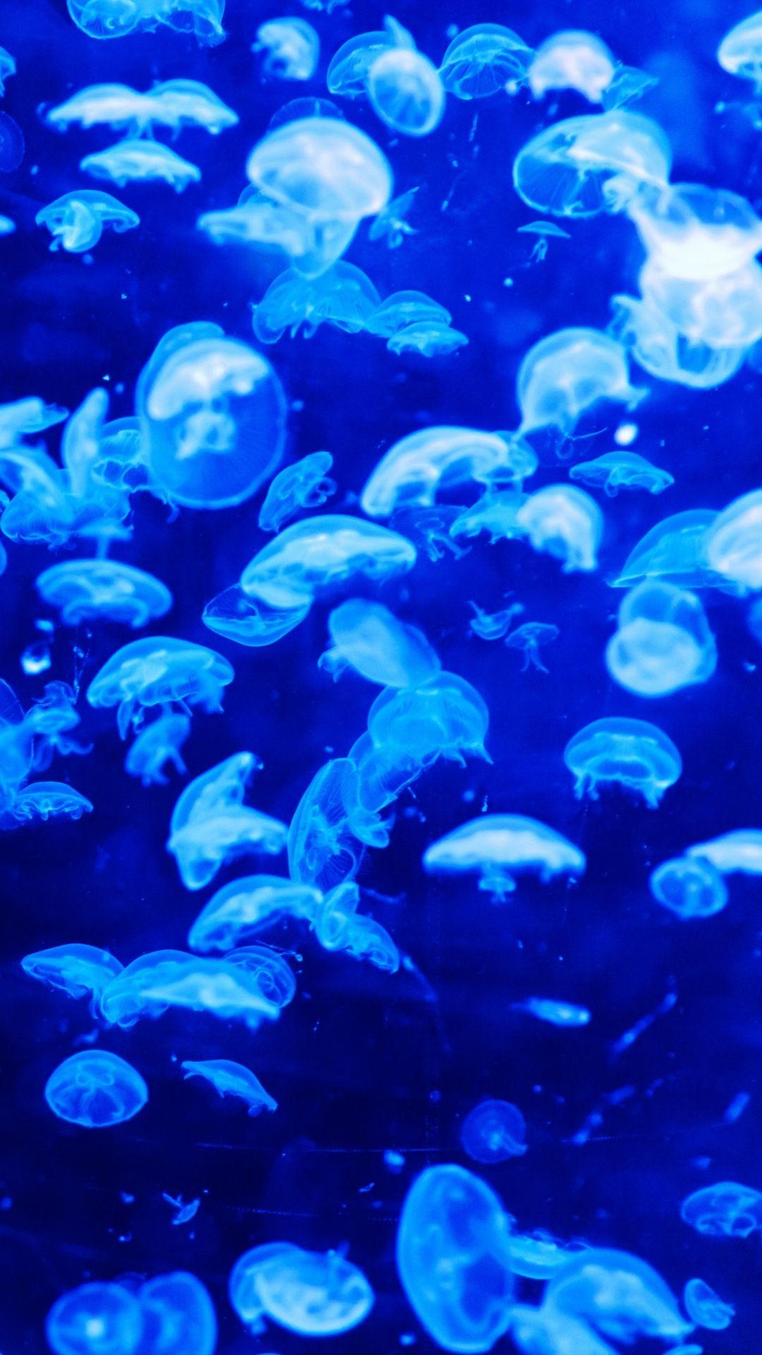 jellyfish phone wallpaper iphone