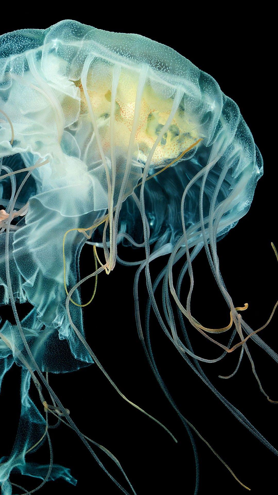 1080x1920 Wallpaper Apple Watch Wallpaper Jellyfish, 4k, HD wallpaper, Lion's mane jellyfish, underwater, OS