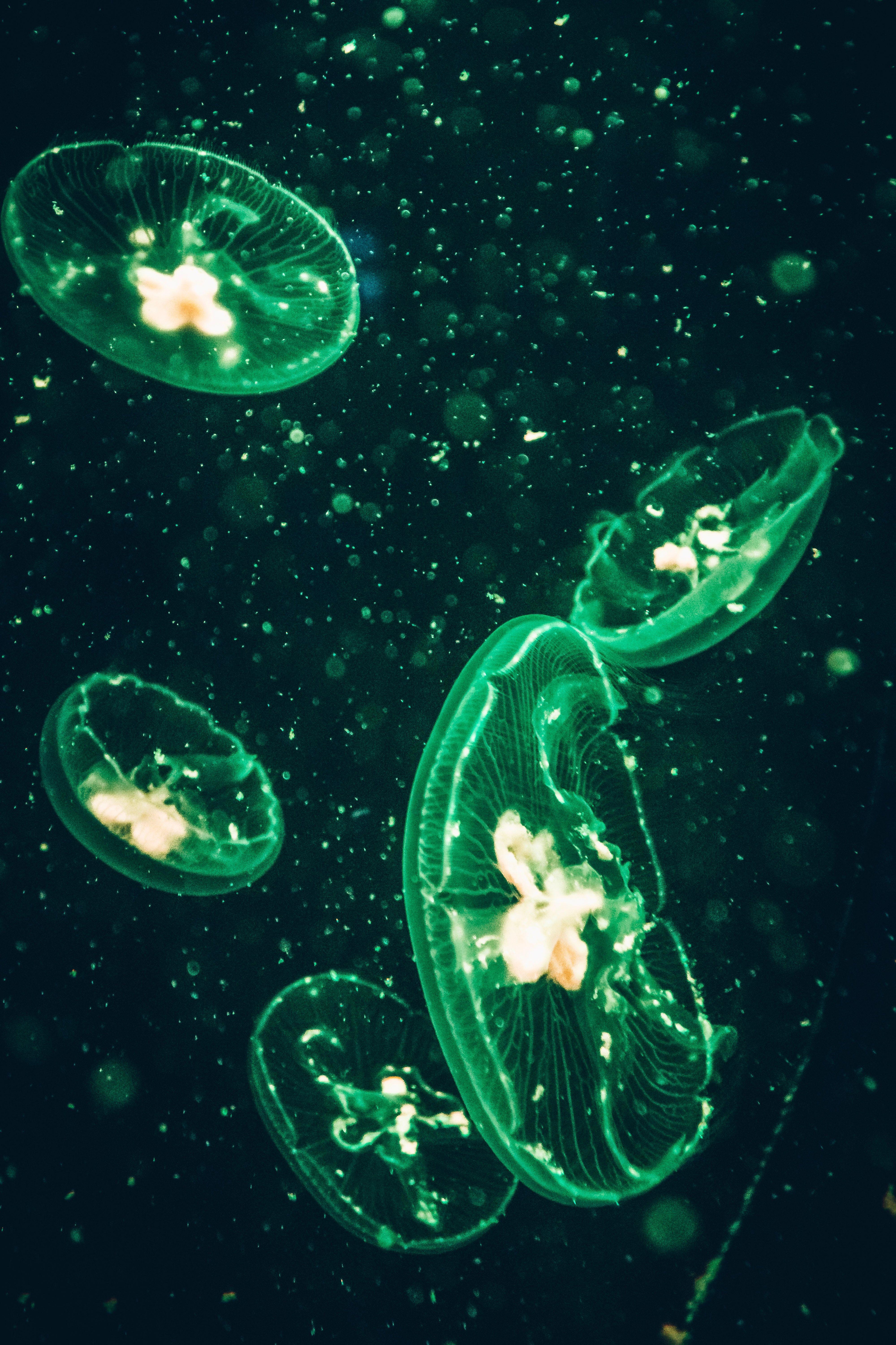 4000x6000 Photo of Green Jellyfish · Free