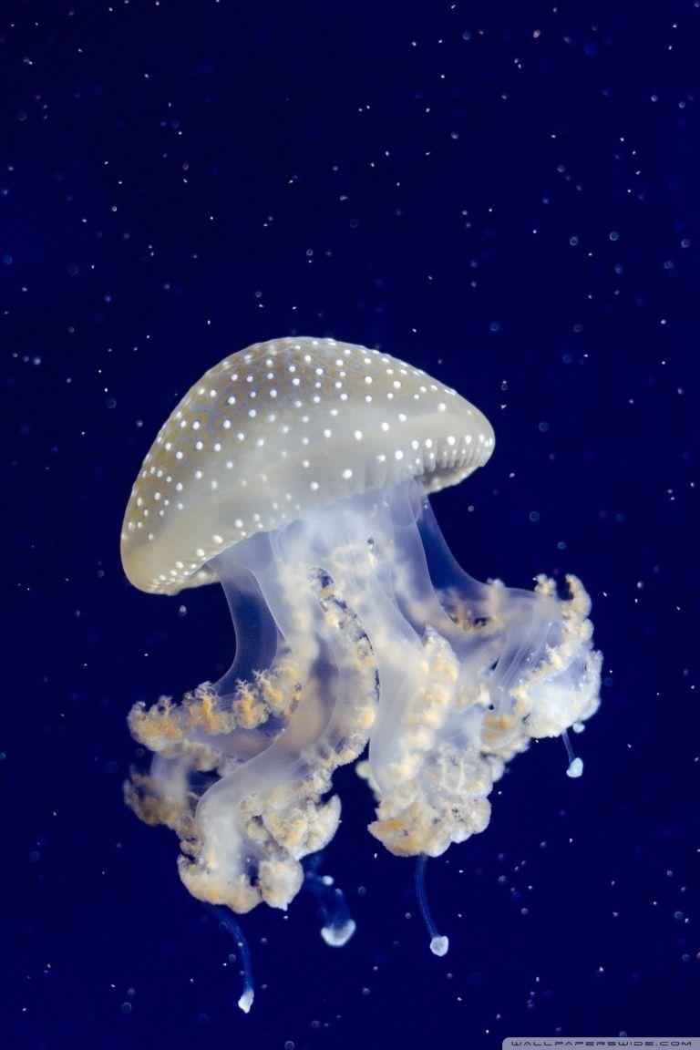 768x1152 Floating Bell Jellyfish Ultra HD Desktop Background Wallpaper for 4K UHD TV : Widescreen & UltraWide Desktop & Laptop : Multi Display, Dual Monitor : Tablet