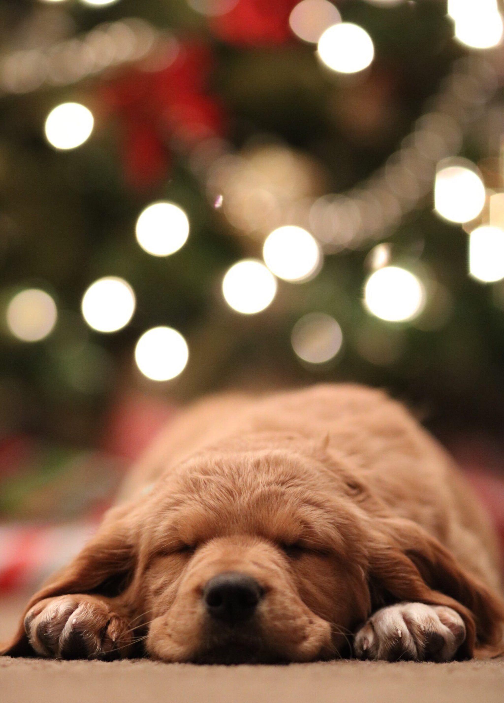 2048x2853 Best Christmas Wallpaper For Your Home Screen Aesthetic