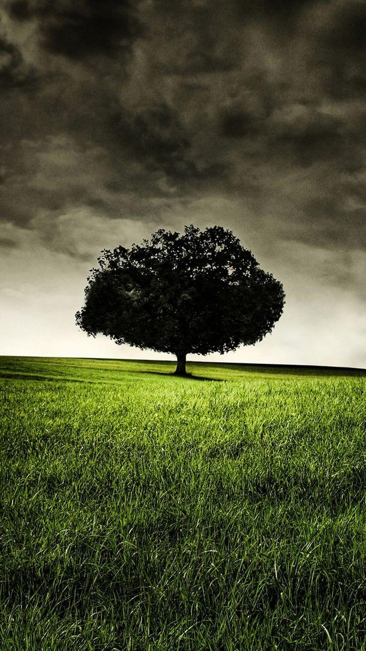 Alone Tree Wallpapers Top Free Alone Tree Backgrounds WallpaperAccess