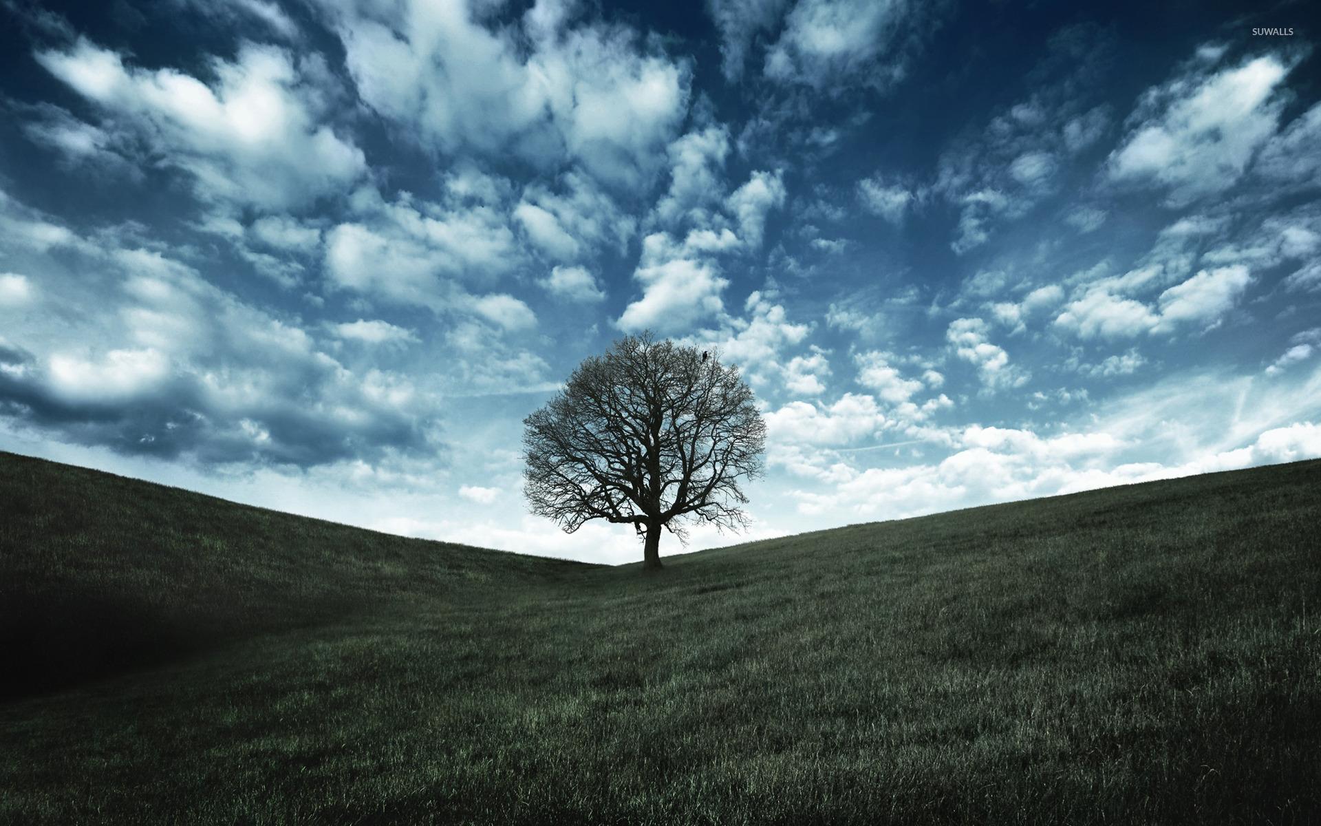 1920x1200 Lonely tree wallpaper wallpaper