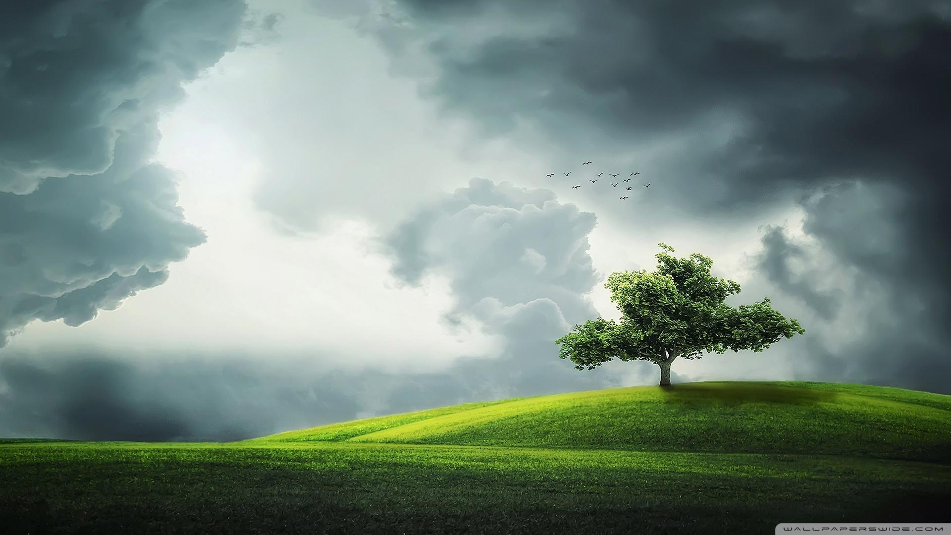 1920x1080 Lone Tree on a Hill Ultra HD Desktop Background Wallpaper for 4K UHD TV : Widescreen & UltraWide Desktop & Laptop : Tablet