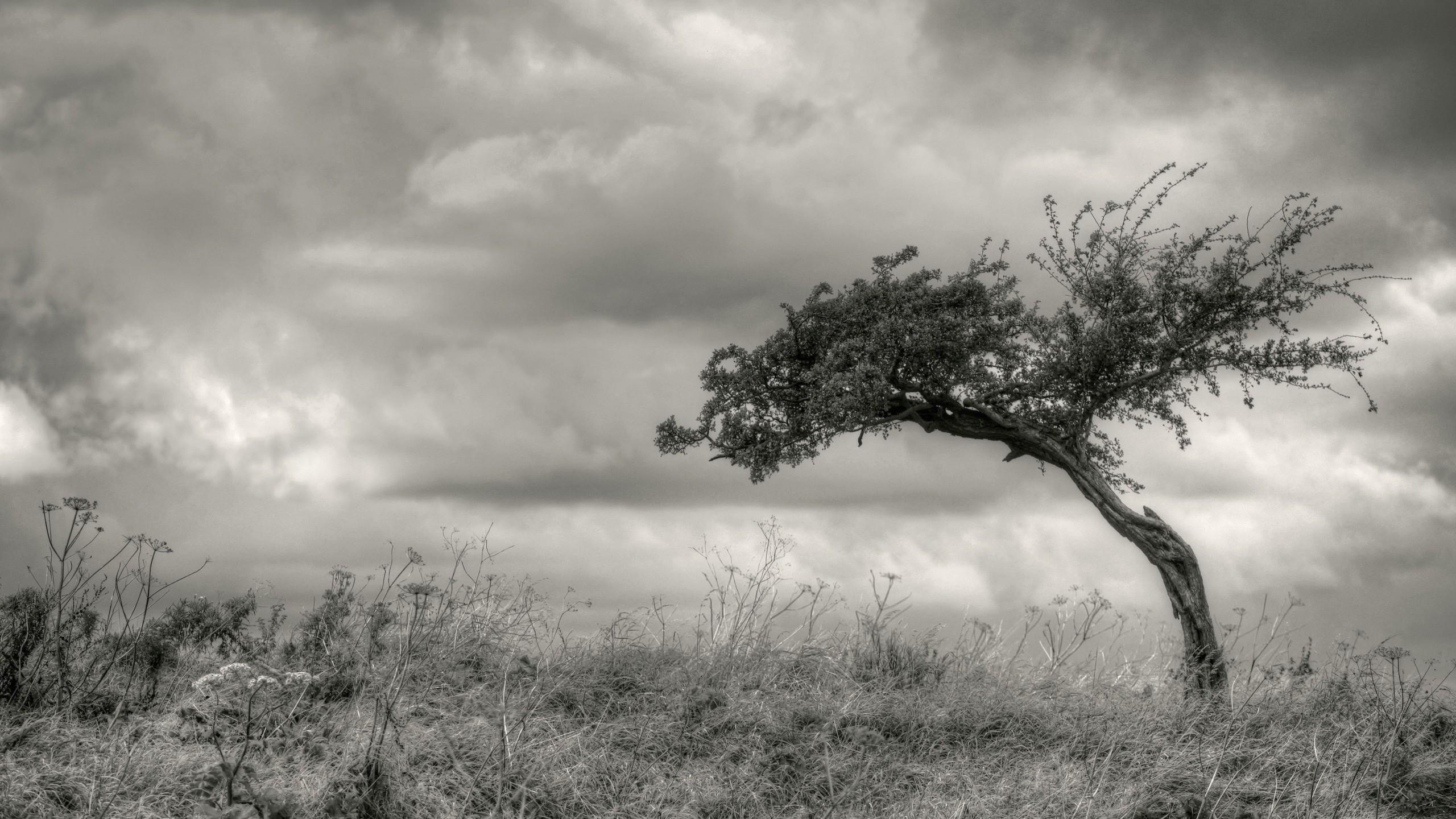 2560x1440 Black And White Lone Tree