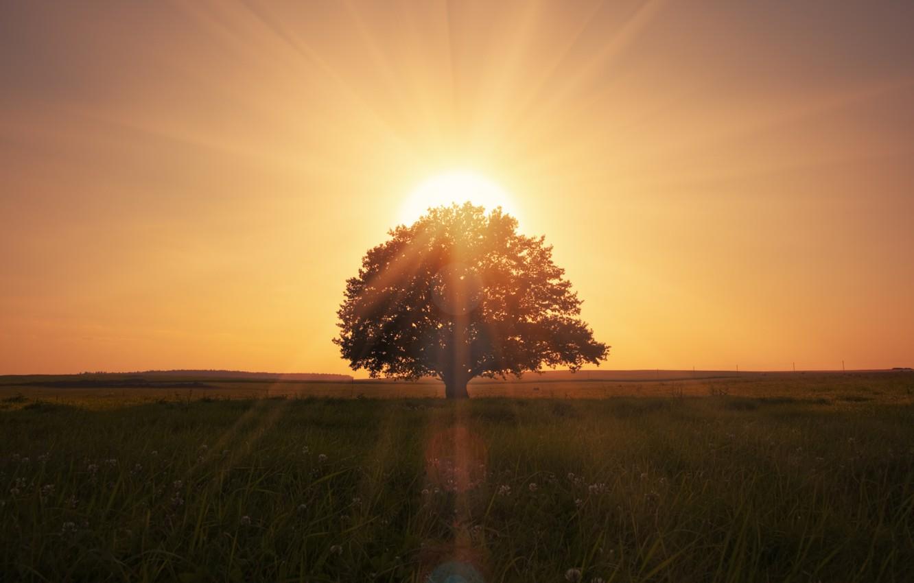 1332x850 Wallpaper landscape, nature, lonely tree, landscape, nature, lonely tree, beautiful scene, magical sunrise, beautiful scene, magical sunrise, grass field, grass field image for desktop, section пейзажи