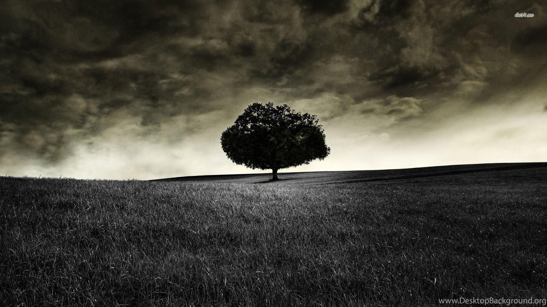 Dark Tree HD Wallpapers Top Free Dark Tree HD Backgrounds