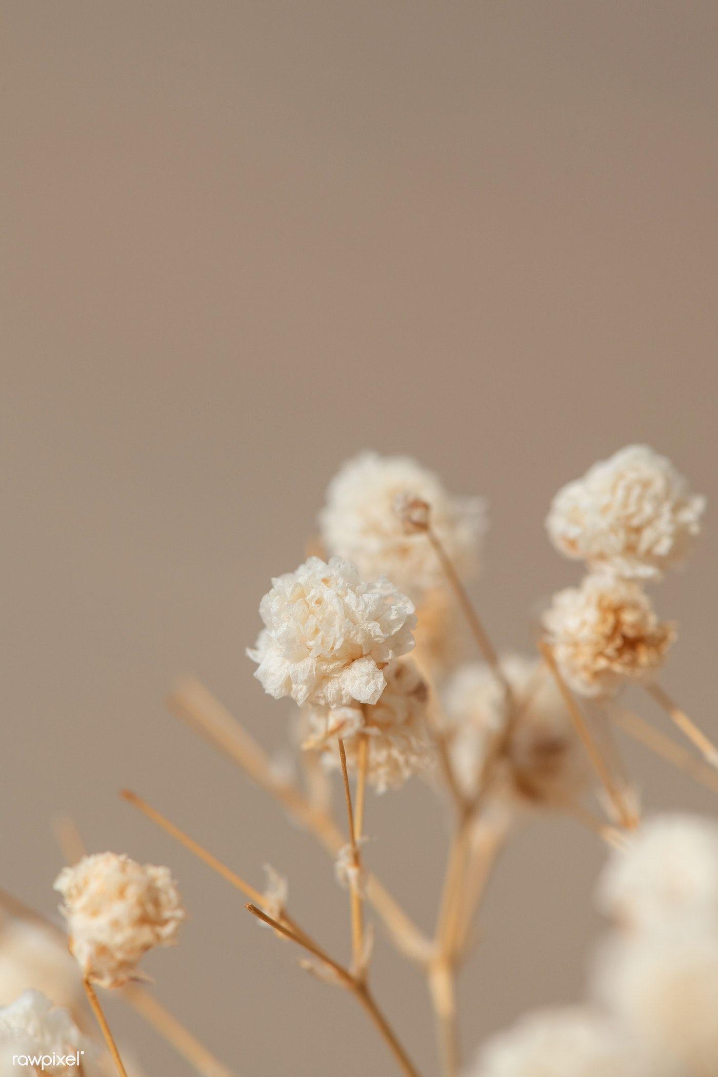 Gypsophila Wallpapers - Top Free Gypsophila Backgrounds - WallpaperAccess