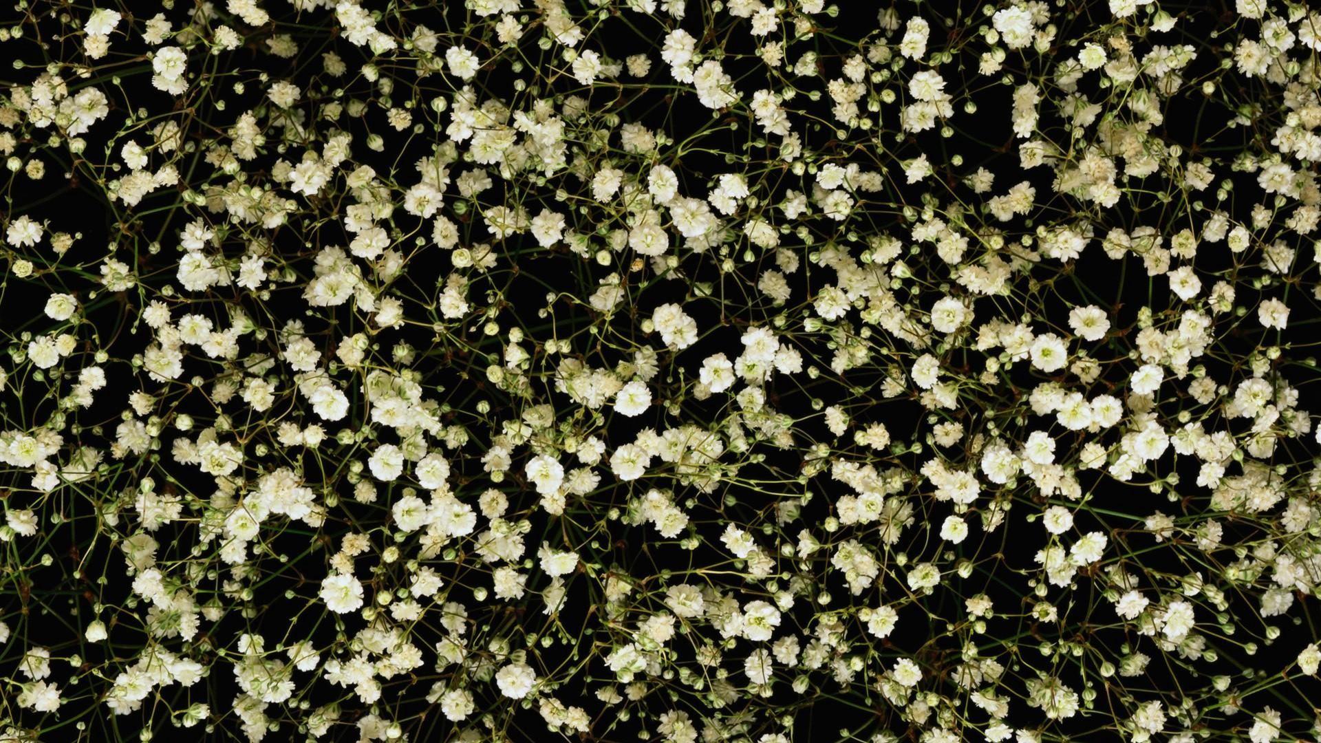 Gypsophila Wallpapers - Top Free Gypsophila Backgrounds - WallpaperAccess