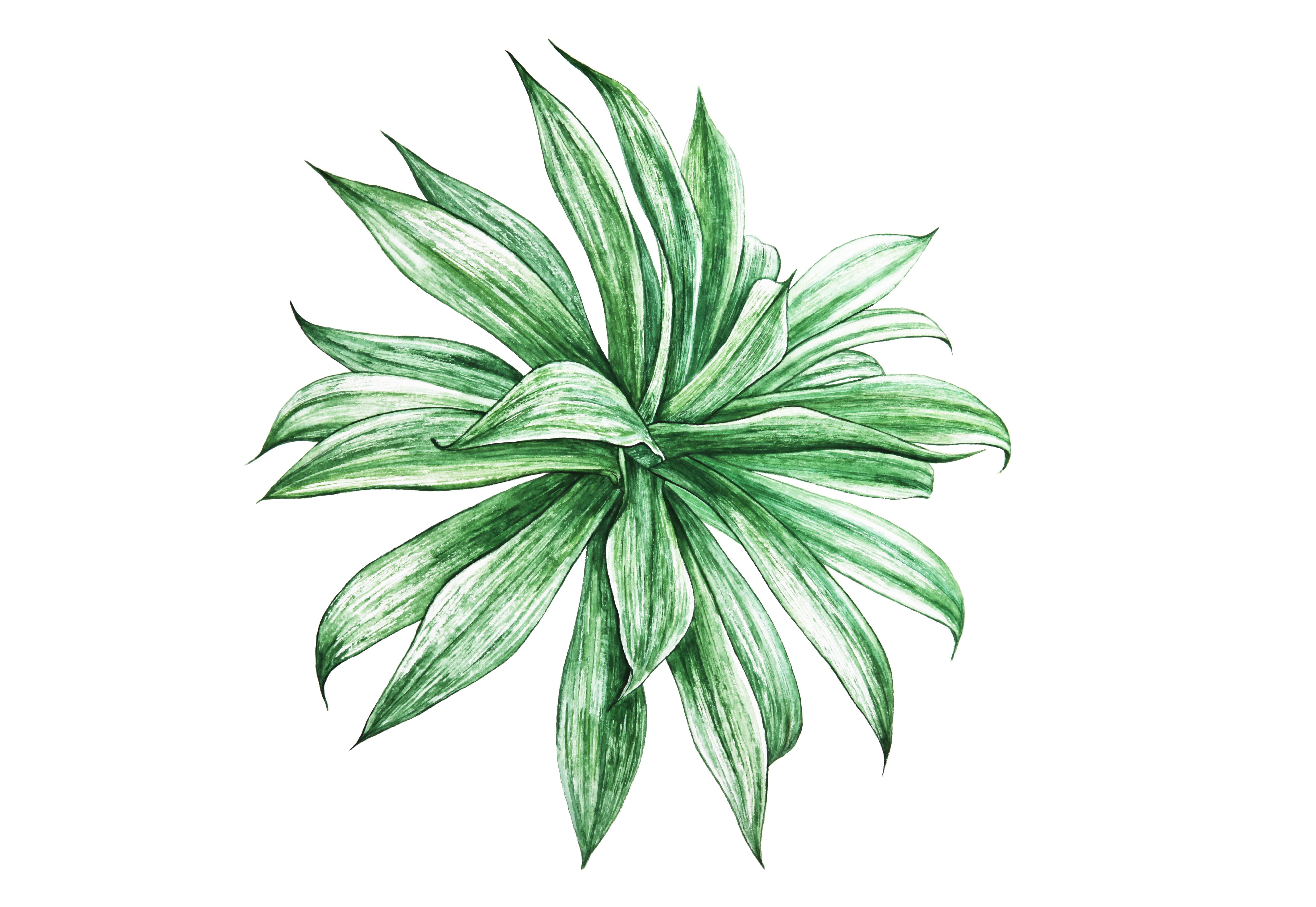 5302x3657 Free Image : green, plants, leaves, isolated, on, nature wallpaper, watercolor, watercolour, art wallpaper, artistic wallpaper, botanical illustration, art print, poster, posters, painting, leaf, flower, botany, terrestrial plant, flowering plant