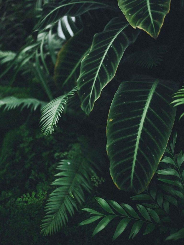 768x1024 Aesthetic Plant Wallpaper