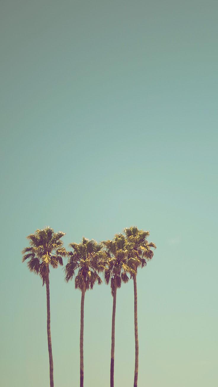 736x1308 Aesthetic Palm Tree Wallpaper iPhone
