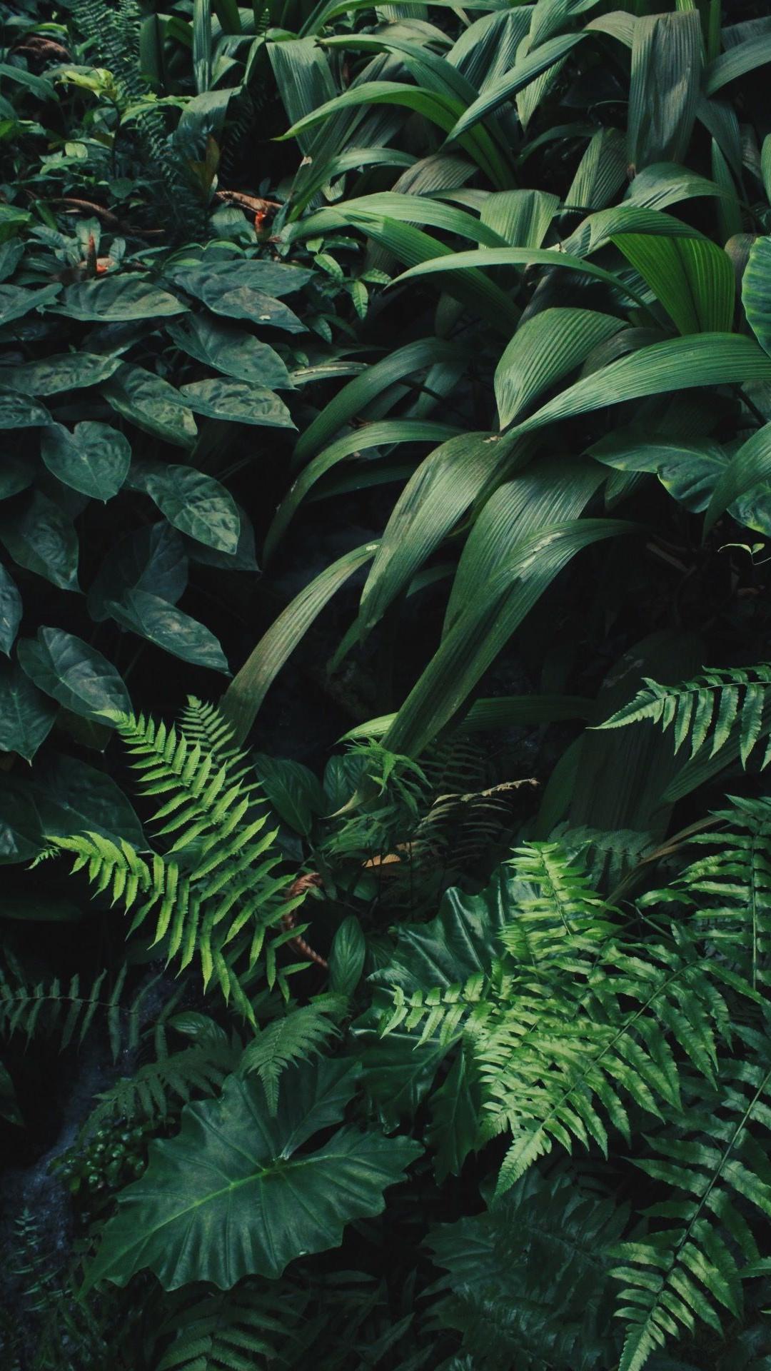 1080x1920 Free download Pattern Wallpaper iphone boho Plant wallpaper Plant aesthetic [1280x1920] for your Desktop, Mobile & Tablet. Explore Plant Wallpaper. Tropical Plant Wallpaper, Plant vs Zombies Wallpaper, Jimmy Page