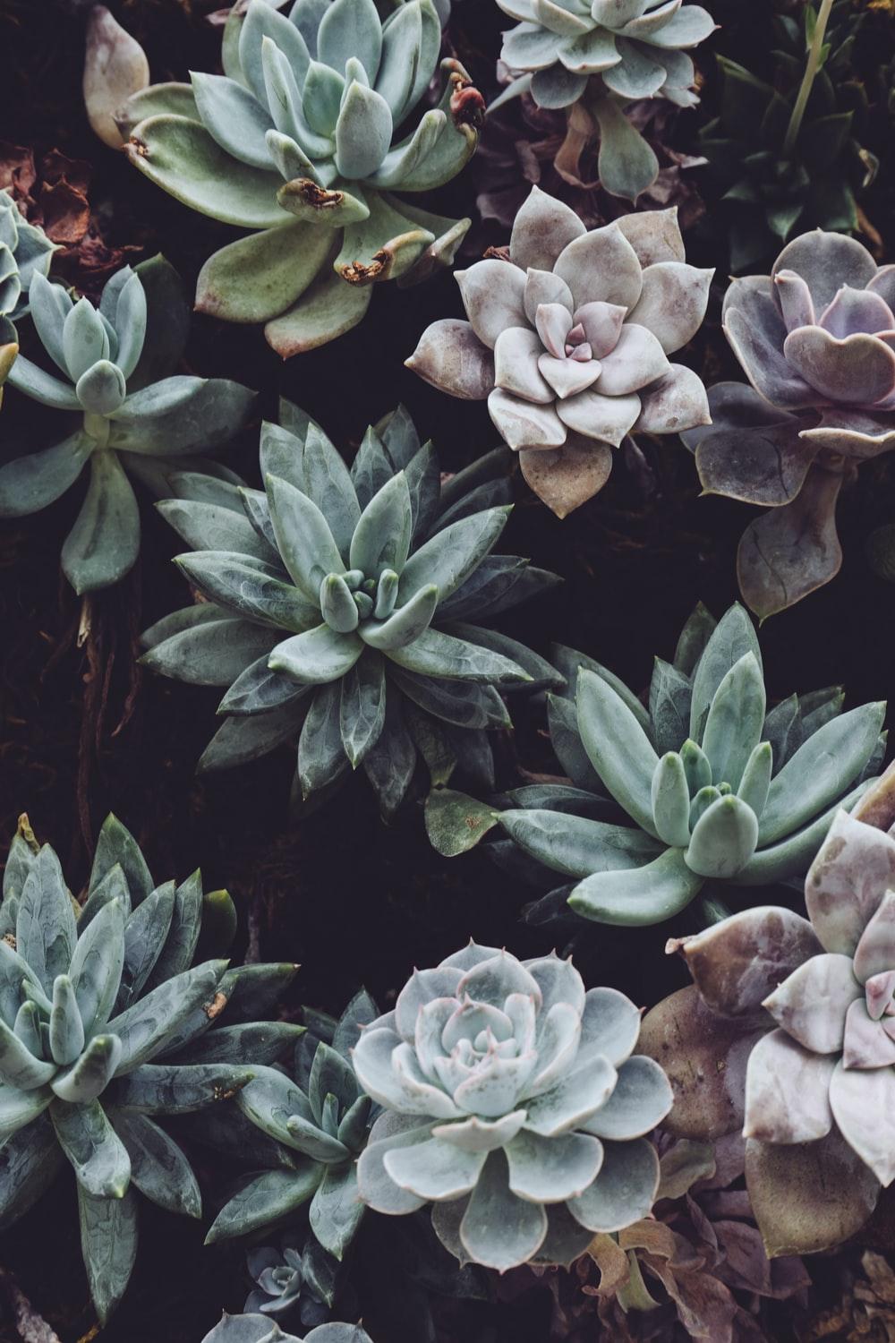 1000x1500 Botanical Picture [HD]. Download Free Image