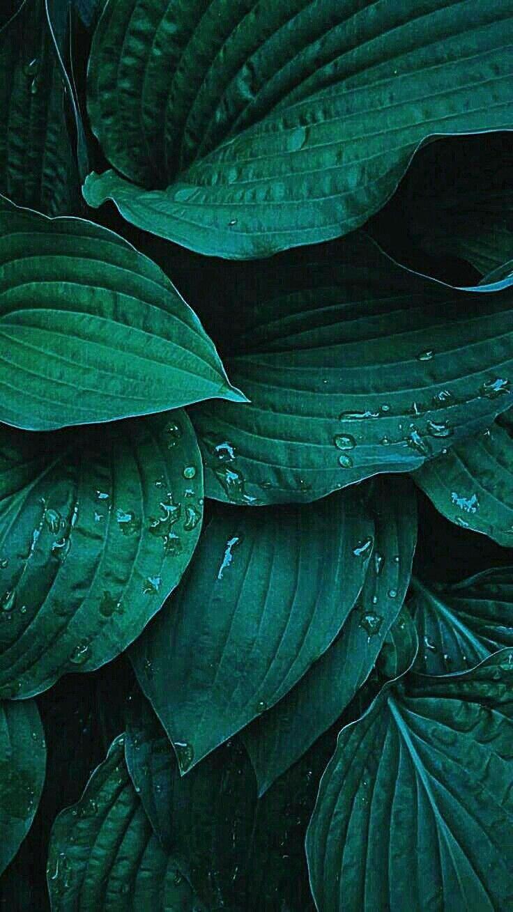 736x1309 Free download RANDOM PHONE WALLPAPER Plant wallpaper Green aesthetic Plant [736x1309] for your Desktop, Mobile & Tablet. Explore Plant Wallpaper. Tropical Plant Wallpaper, Plant vs Zombies Wallpaper, Jimmy Page