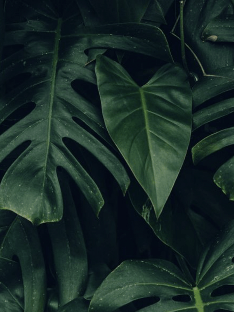 768x1024 Free download palm leaves hawaii aesthetic tropical plants plantspo [772x1186] for your Desktop, Mobile & Tablet. Explore Wallpaper Aesthetic Green. Wallpaper Aesthetic Green, Aesthetic Green PC Wallpaper, Aesthetic Wallpaper