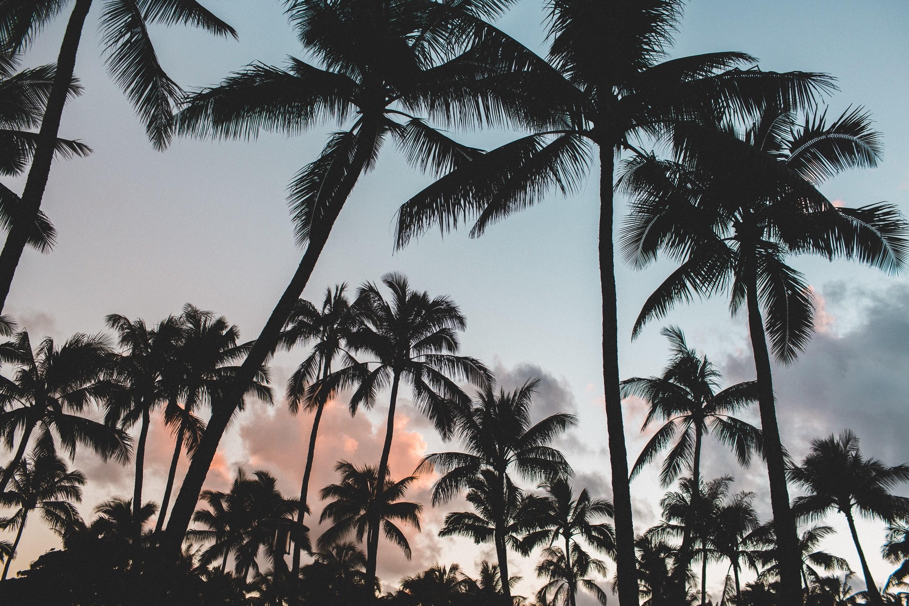 3000x2000 29++ Tropical Aesthetic Summer Desktop Wallpaper