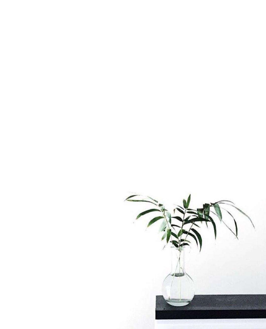 1080x1337 Plant Aesthetic, iPhone, Desktop HD Background / Wallpaper (1080p, 4k) (1080x1337) (2021)