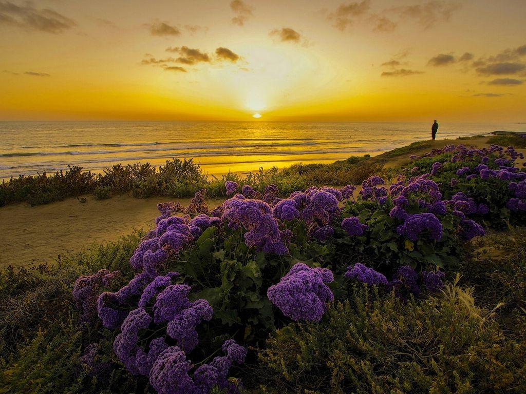 1024x768 Download wallpaper 1024x768 pacific ocean, california, sunset, beach, flowers standard 4:3 HD background