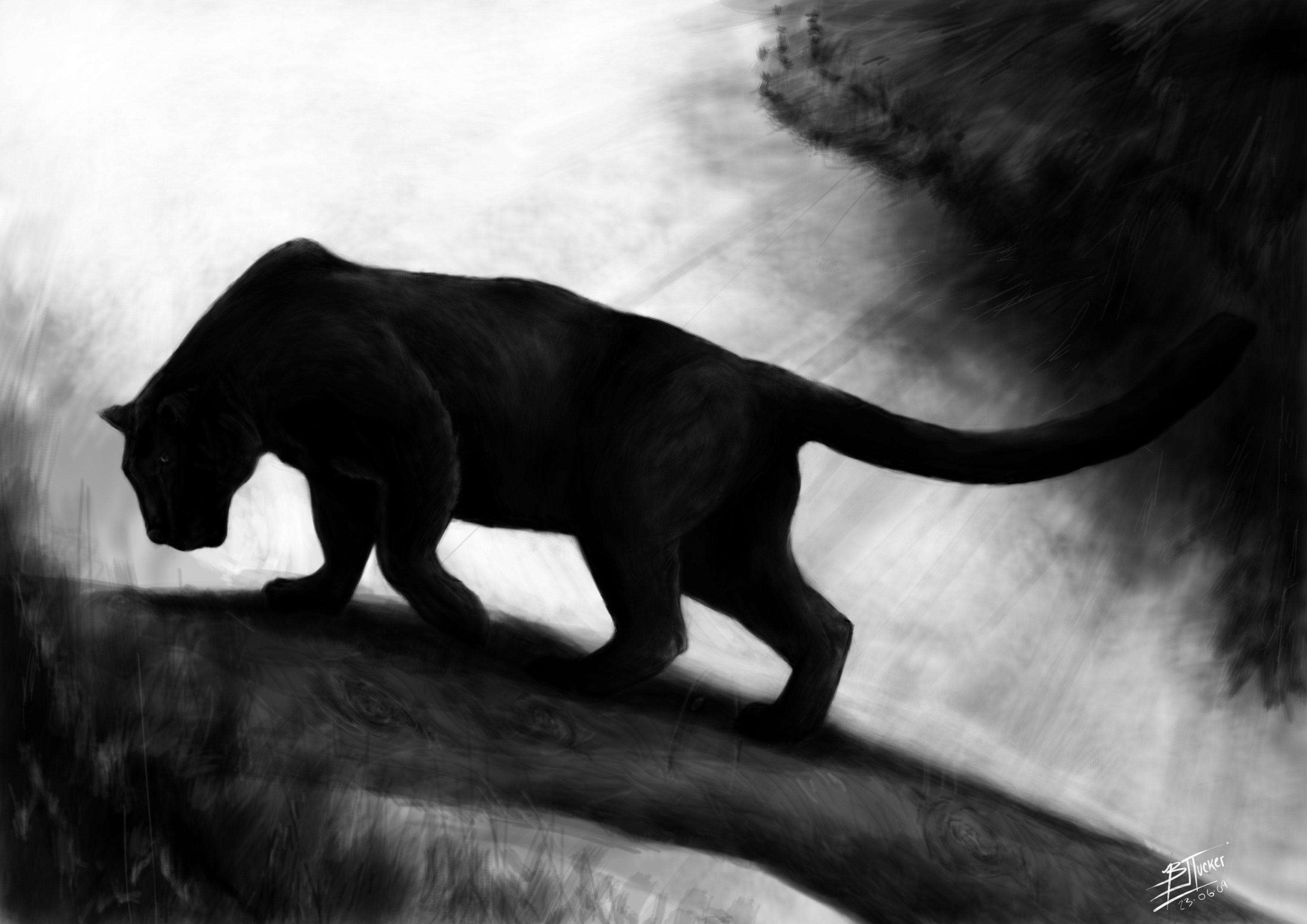3508x2480 Dark Black Panther Animal Wallpaper 4k