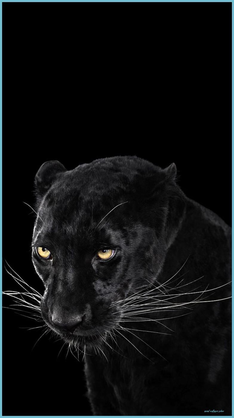 784x1396 Black Panther Animal IPhone Wallpaper Free Black Panther Wallpaper iPhone