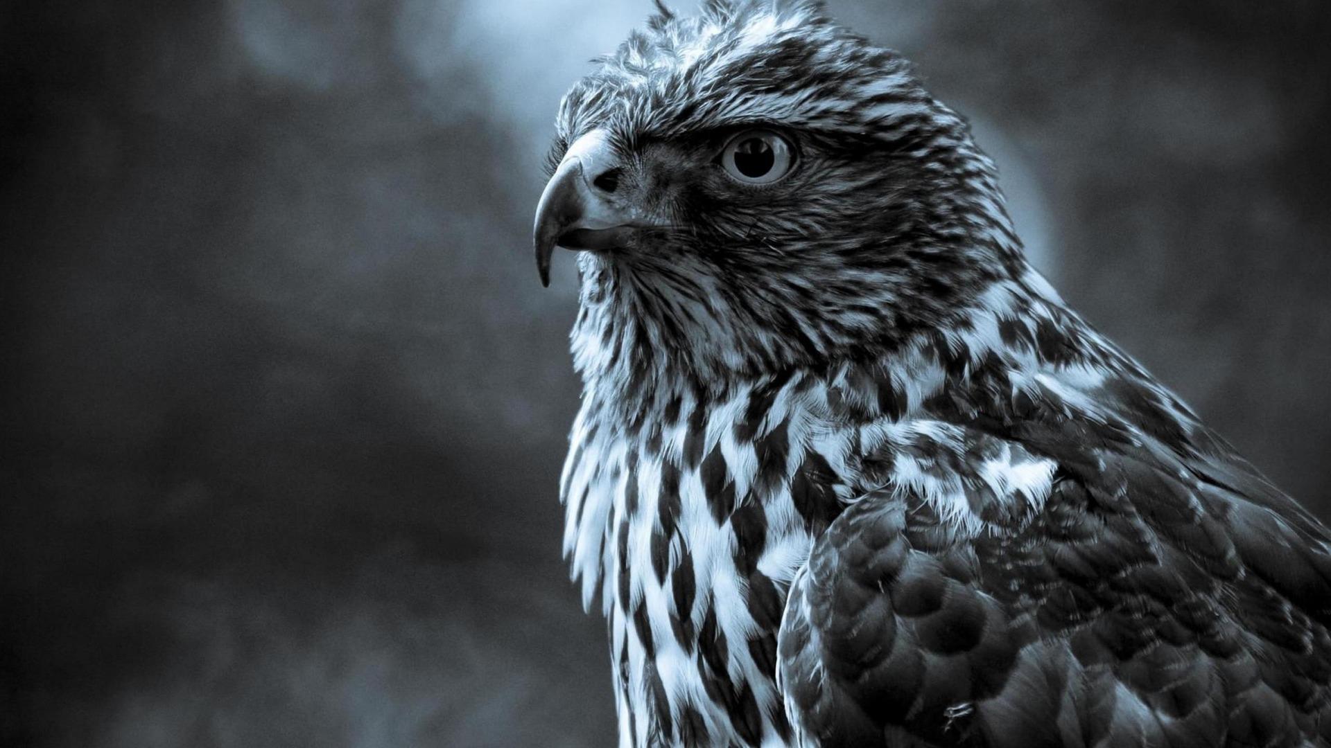 1920x1080 Black And White Hawk Animal Wallpaper