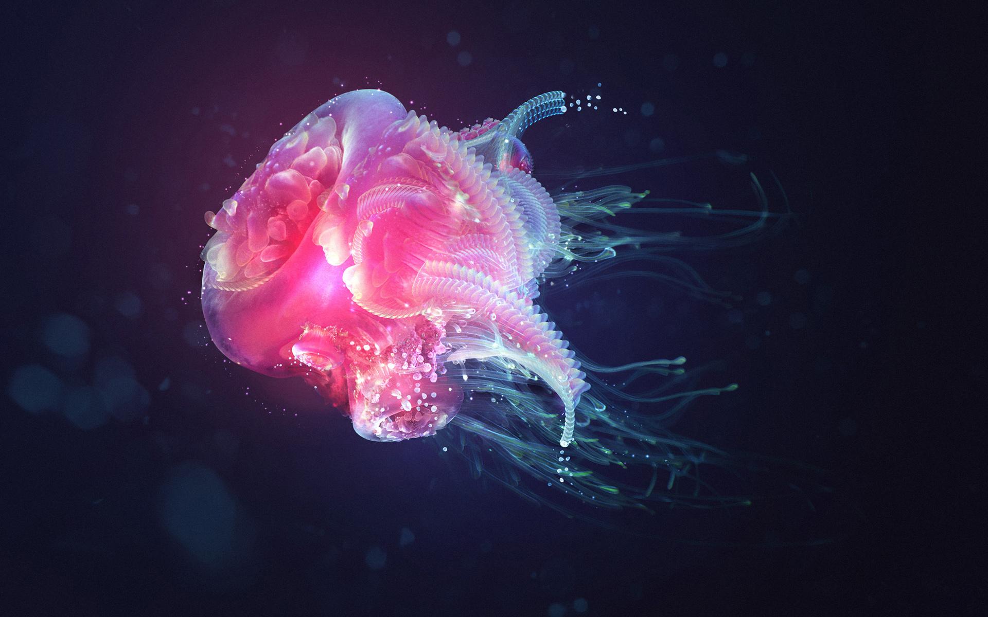 1920x1200 animals, Jellyfish, Sea, Ocean, Water, Liquid, Underwater, Neon, Bright, Color, Life, Contrast Wallpaper HD / Desktop and Mobile Background