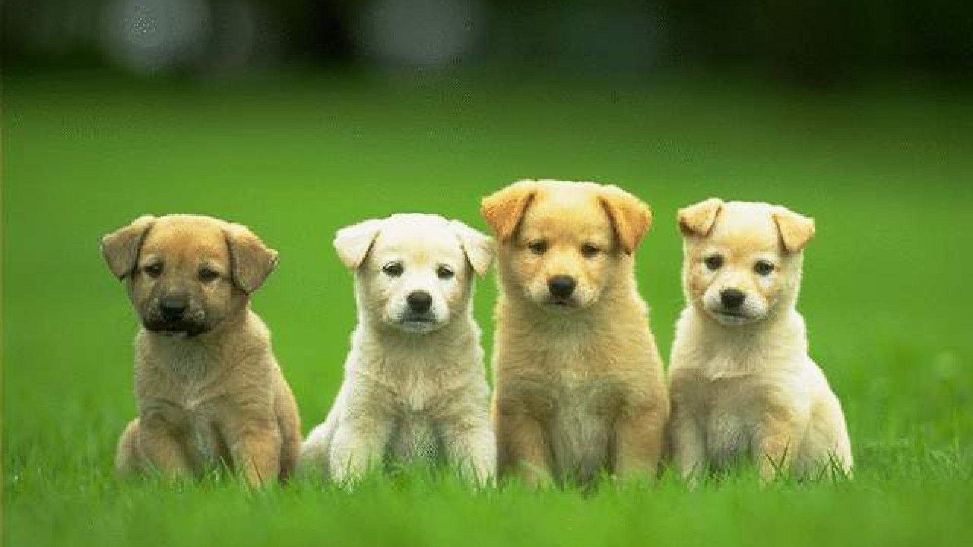 1920x1080 Cute Puppy Desktop Wallpaper