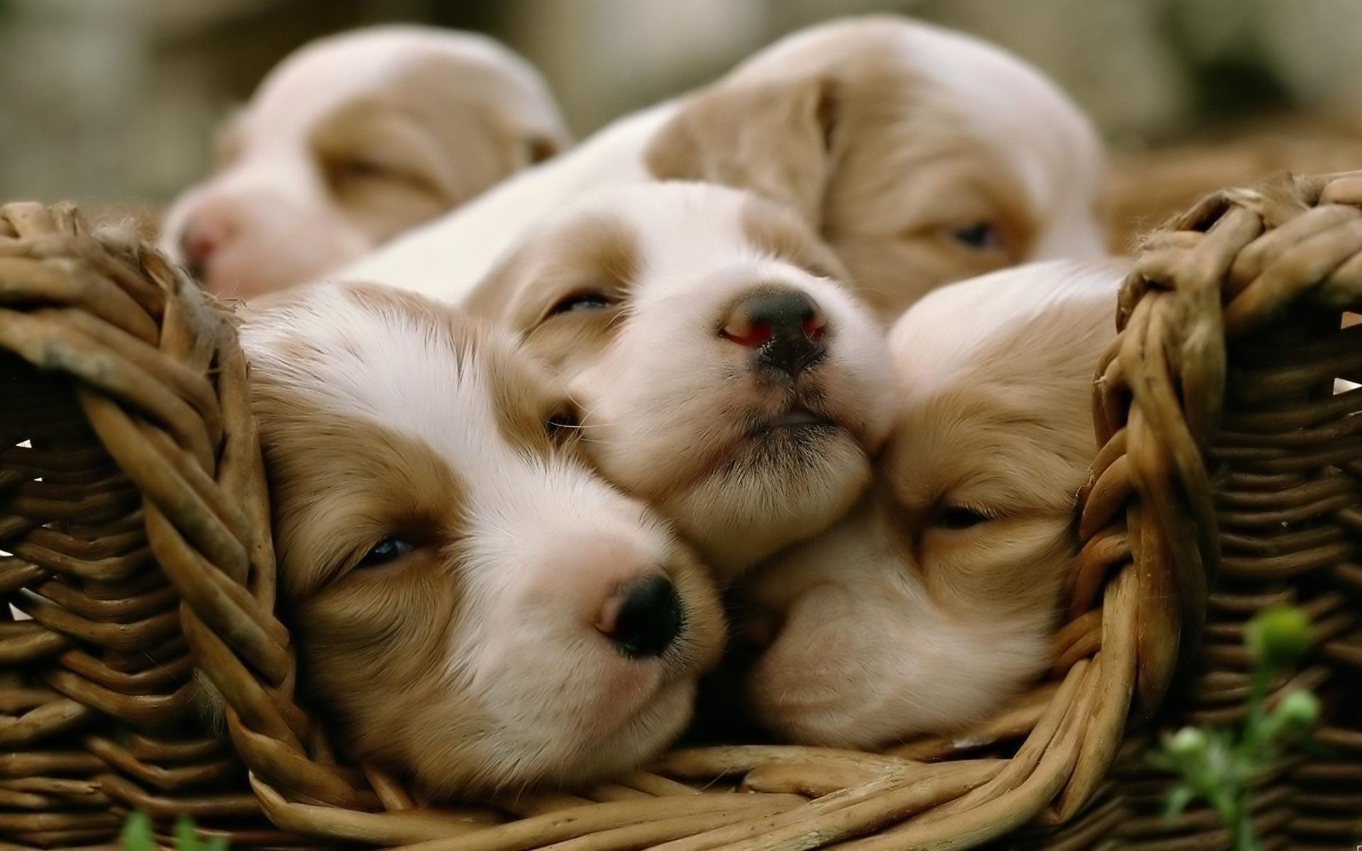 1920x1200 Puppy Desktop wallpaper wallpaper Collections