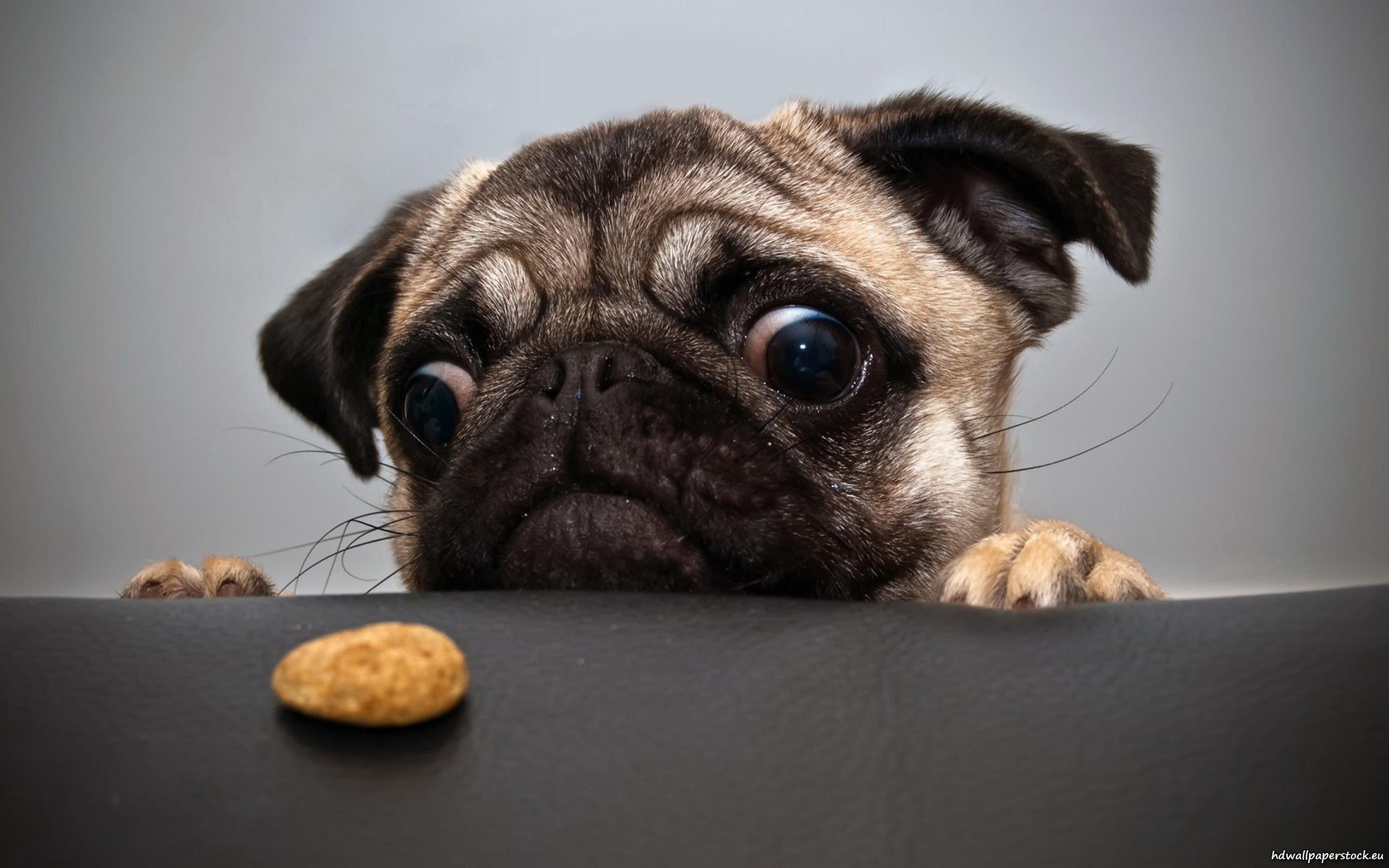 2880x1800 Funny Dog Desktop Wallpaper
