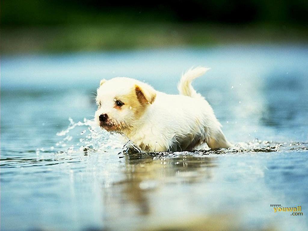 1024x768 Cute Dog Wallpaper