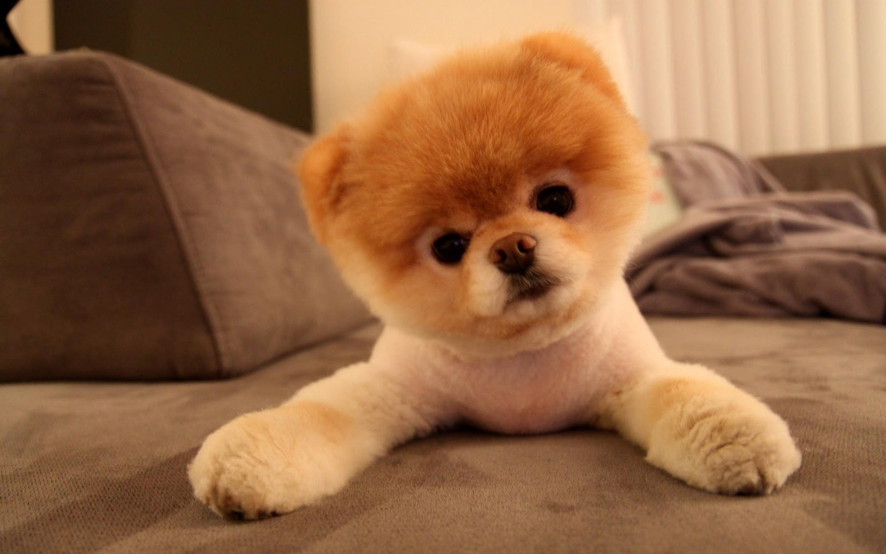 2880x1800 Cute Dog Wallpaper