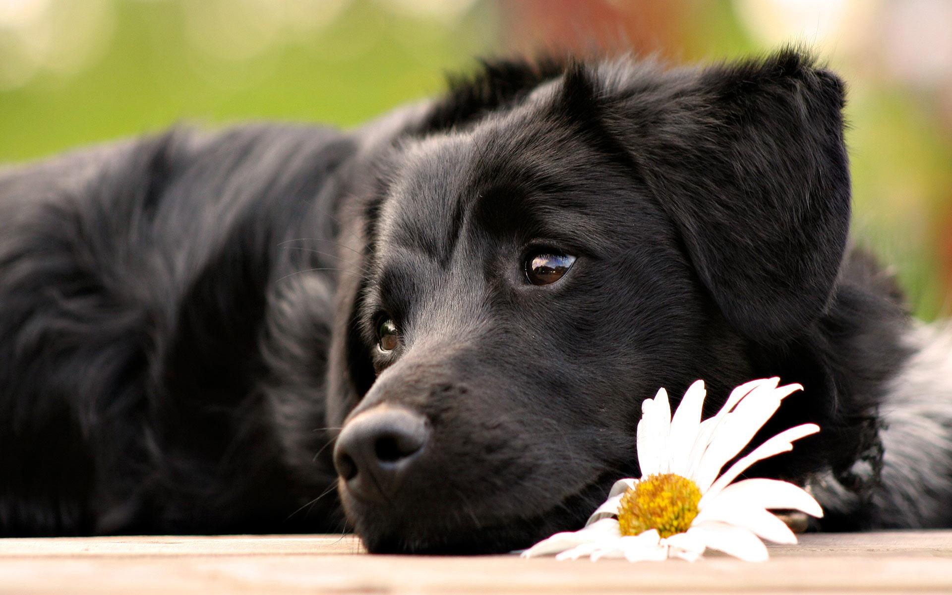 1920x1200 Free download Cute Black Dog With Flower computer desktop wallpaper picture [1920x1200] for your Desktop, Mobile & Tablet. Explore Cute Dog Desktop Wallpaper Free. Cute Dog Wallpaper, Cute Dog
