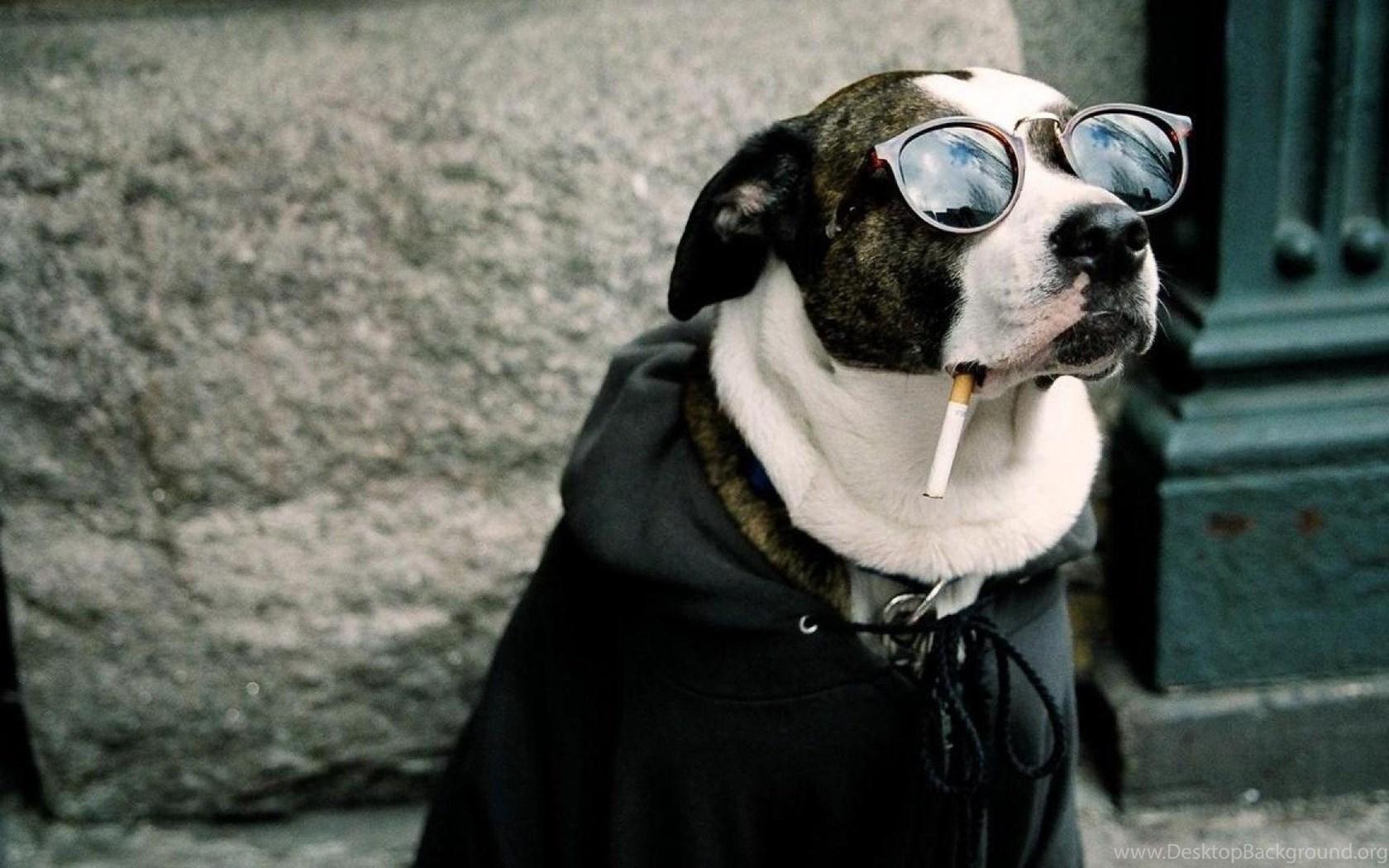 1680x1050 Funny Dog Wallpaper HD Best HD Desktop Wallpaper Having A Cigarette HD Wallpaper