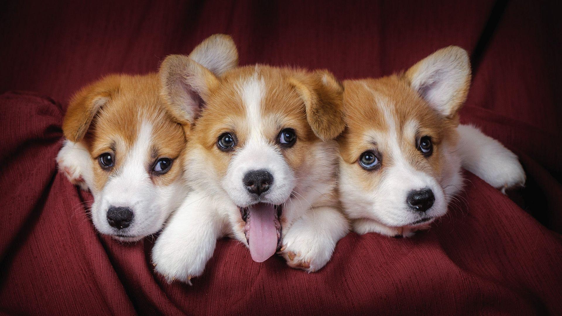 1920x1080 Cute Dog Wallpaper