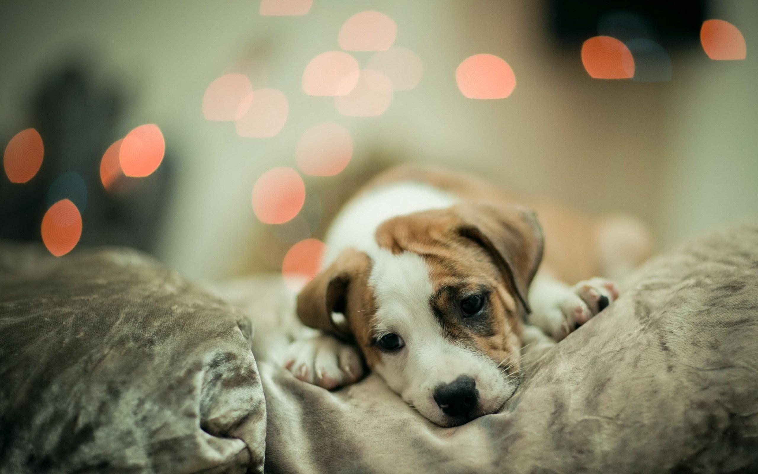 2560x1600 Cute Dog Wallpaper For Desktop