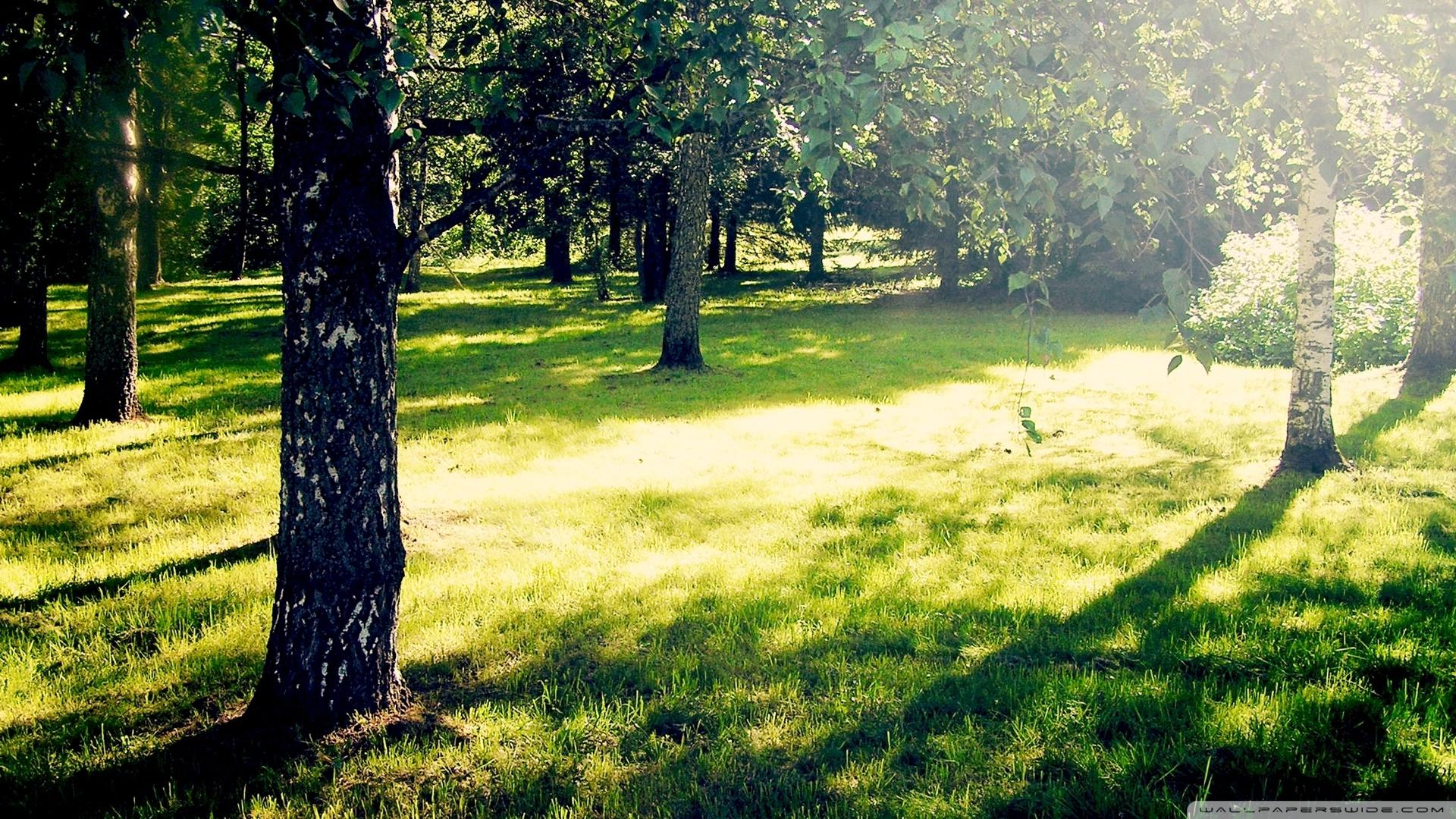 1920x1080 Sunny Day Ultra HD Desktop Background Wallpaper for 4K UHD TV : Tablet