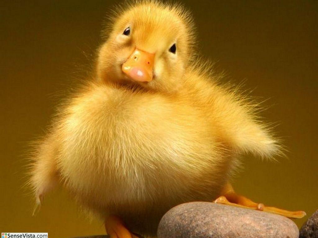 1024x768 Baby Duck Wallpaper
