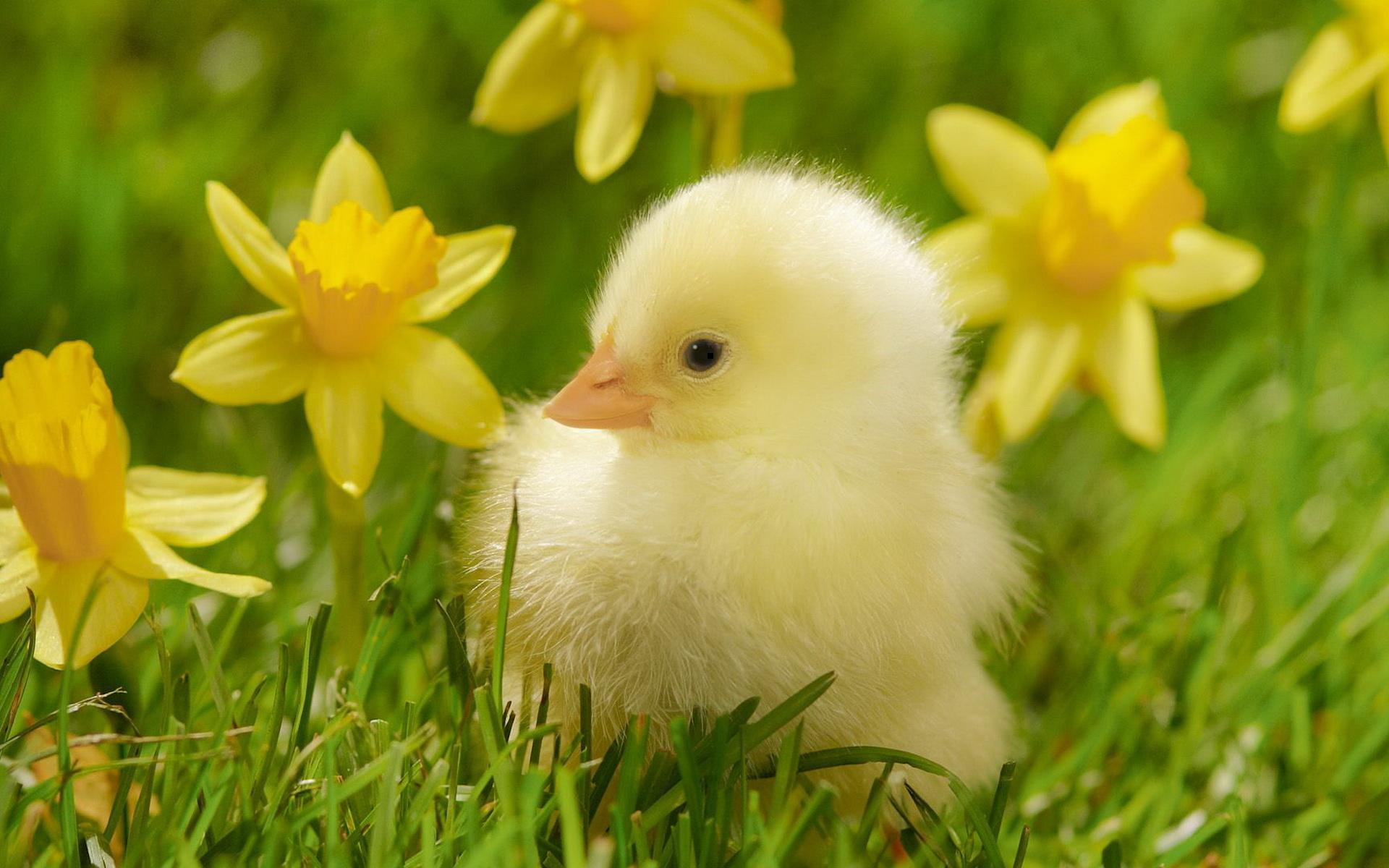 1920x1200 Free download Cute Baby Ducklings 8883 HD Wallpaper in Animals Imagecicom [1920x1200] for your Desktop, Mobile & Tablet. Explore Duck Wallpaper Free. Duck Wallpaper, Ducks Unlimited Wallpaper